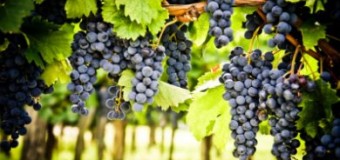 Επίσκεψη στις πυρόπληκτες περιοχές και στις πληγείσες αμπελοκαλλιέργειες από σφοδρή βροχόπτωση