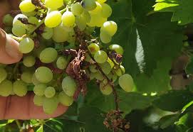 Ερώτηση για τις αποζημιώσεις παραγωγών σουλτανίνας των Δήμων Νεμέας και Βέλου-Βόχας  από τον ΕΛΓΑ.