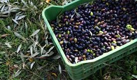 Απάντηση Υπ. Αγρ. Ανάπτυξης για την αποζημίωση ζημιών από ακαρπία στις ελαιοκαλλιέργειες