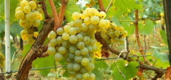 Καταστροφή αμπελοκαλλιεργειών στις περιοχές Δάφνη, Καστράκι, Κούτσι Νεμέας και Στιμάγκα Κορινθίας