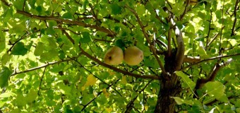 Αποζημίωση παραγωγών αχλαδιών λόγω προσβολής από βακτήριο