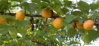 Ερώτηση για τα βερίκοκα