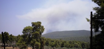 Έγκριση πίνακα υλοτομίας ιδιωτικού πευκοτεμαχίου στο Σοφικό Κορινθίας