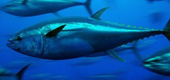 Αλιεία και εμπόριο τόνου στην Ελλάδα