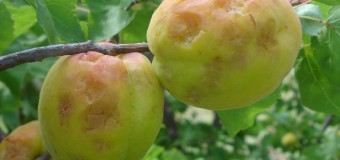 Επίσκεψη Χρίστου Δήμα στην Κλένια για την χαλαζόπτωση