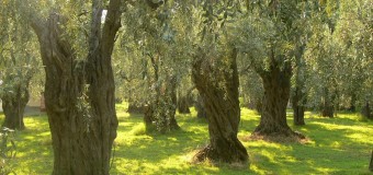 Ανεπαρκείς οι κυβερνητικές δράσεις πρόληψης για τον επιβλαβή οργανισμό Xyella fastidiosa