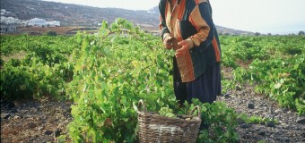 Επιπτώσεις του ΕΦΚ στο κράσι στα Οινοποιεία