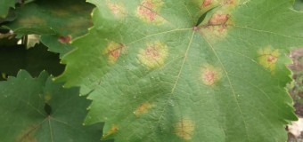 Αίτημα για απόσυρση του μέτρου επιβολής Ειδικού Φόρου Κατανάλωσης στο κρασί