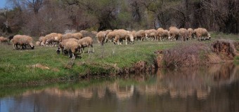 Μέτρα πρόληψης και προστασίας του ζωικού κεφαλαίου της χώρας από τις ζωονόσους – Ερώτηση στο ΥΠΑΑΤ