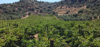 ΑΝΑΦΟΡΑ: Καταστροφή της παραγωγής Σουλτανίνας