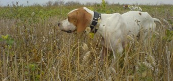 ΕΡΩΤΗΣΗ: Χρηματοδότηση ΟΤΑ για δράσεις περίθαλψης ζώων συντροφιάς