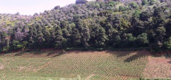 ΕΡΩΤΗΣΗ | Η Κυβέρνηση κωφεύει στην απόγνωση των πολιτών για τους δασικούς χάρτες