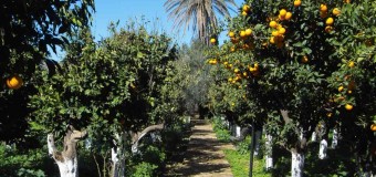 ΑΝΑΦΟΡΑ | Κλοπές εσπεριδοειδών στο Δήμο Ξυλοκάστρου-Ευρωστίνης