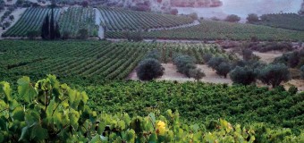 ΕΡΩΤΗΣΗ | Καταστροφές στις καλλιέργειες από τον καύσωνα